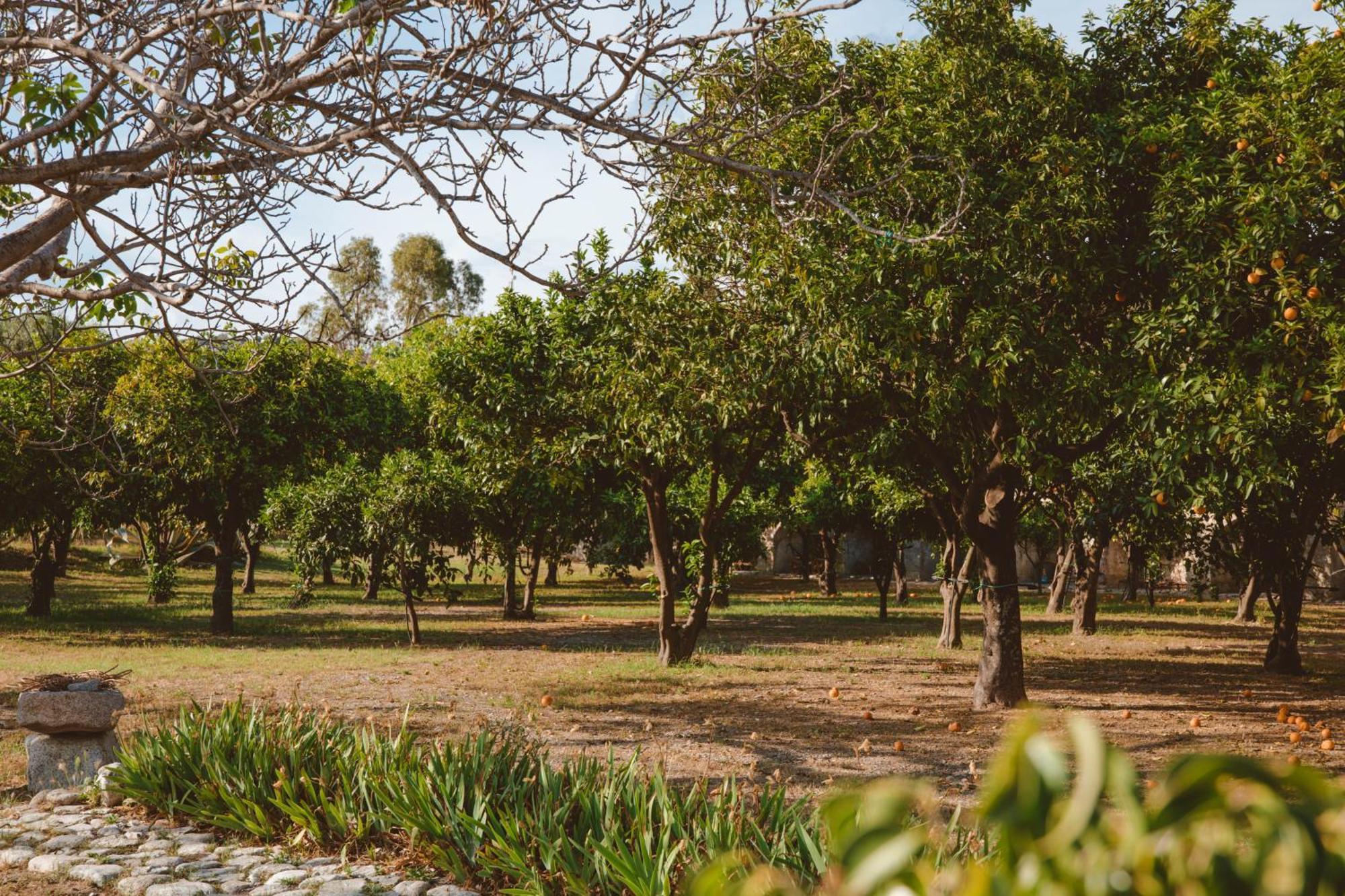 Agriturismo Villa Vittoria Guardavalle Dış mekan fotoğraf